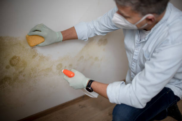 Best Residential Mold Removal  in Ovilla, TX