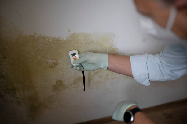 Best Toxic Mold Removal  in Ovilla, TX
