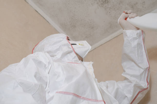 Mold Removal and Inspection in Ovilla, TX