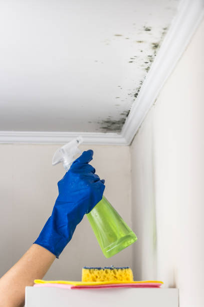 Best Black Mold Removal  in Ovilla, TX