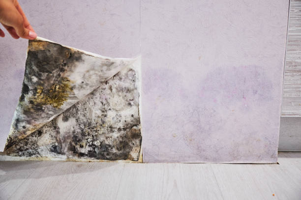 Best Home Mold Removal  in Ovilla, TX